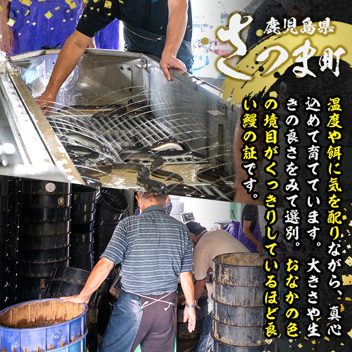 s244 鹿児島県産 鰻蒲焼真空2尾セット！(計約280g約140g×2)嬉しいタレ・山椒付！ 鹿児島 九州産 国産 うなぎ ウナギ 鰻 土用の丑の日 蒲焼き うな重 ひつまぶし【薩摩川内鰻】