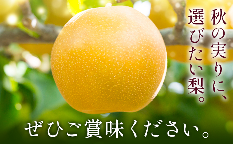 梨 なし ナシ 新興梨 新興 5kg 《9月中旬-10月上旬頃出荷》 大藏果樹園 フルーツ おやつ 甘い 果物 くだもの 無し 鹿児島県 さつま町