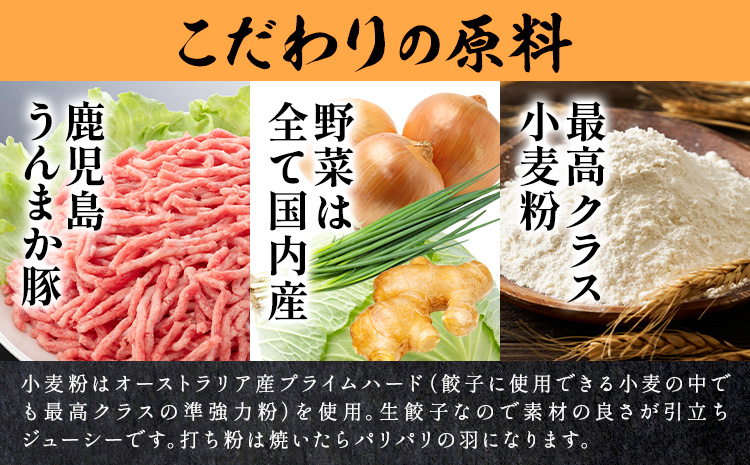 【隔月定期便×3回】鹿児島 うんまか豚 生餃子 48個 株式会社 寺師《お申込み翌月から出荷》鹿児島県 さつま町 餃子 ギョウザ 焼き餃子 水餃子