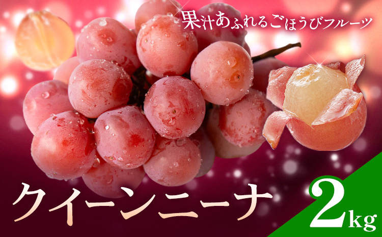 ぶどう ブドウ クイーンニーナ 2kg 《8月下旬-9月中旬頃出荷》 大藏果樹園 フルーツ おやつ 甘い 果物 くだもの 鹿児島県 さつま町