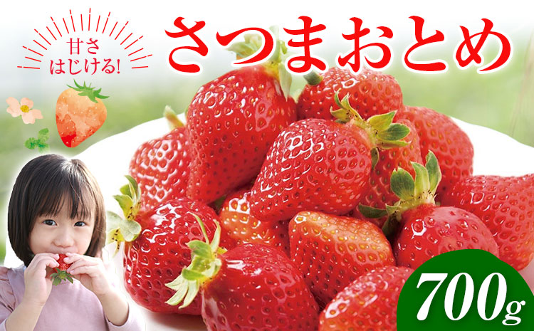 苺 いちご さつまおとめ 700g 北さつま農協 《1月上旬-2月末頃出荷》 鹿児島県 さつま町 送料無料 いちご 苺 イチゴ フルーツ 果物 先行予約 産地直送