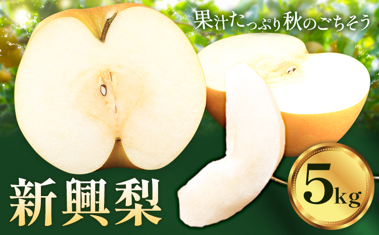梨 なし ナシ 新興梨 新興 5kg 《9月中旬-10月上旬頃出荷》 大藏果樹園 フルーツ おやつ 甘い 果物 くだもの 無し 鹿児島県 さつま町