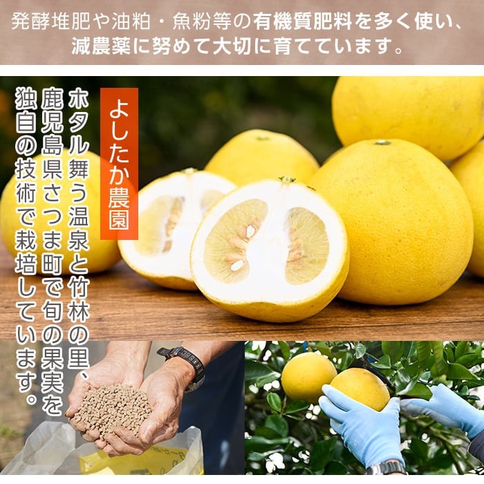 s570 《期間・数量限定》ご家庭用サワーポメロ(約10kg) 鹿児島 国産 九州産 果物 柑橘 フルーツ みかん 文旦 ボンタン ご家庭用 訳あり 【よしたか農園】