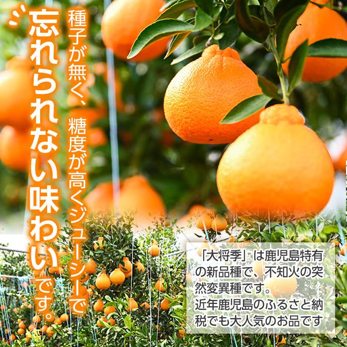 s319 ＜先行予約受付中！2025年2月中旬より順次発送予定＞《期間・数量限定》大将季デコ(約3kg) 鹿児島 国産 九州産 みかん 柑橘 果物 フルーツ【よしたか農園】