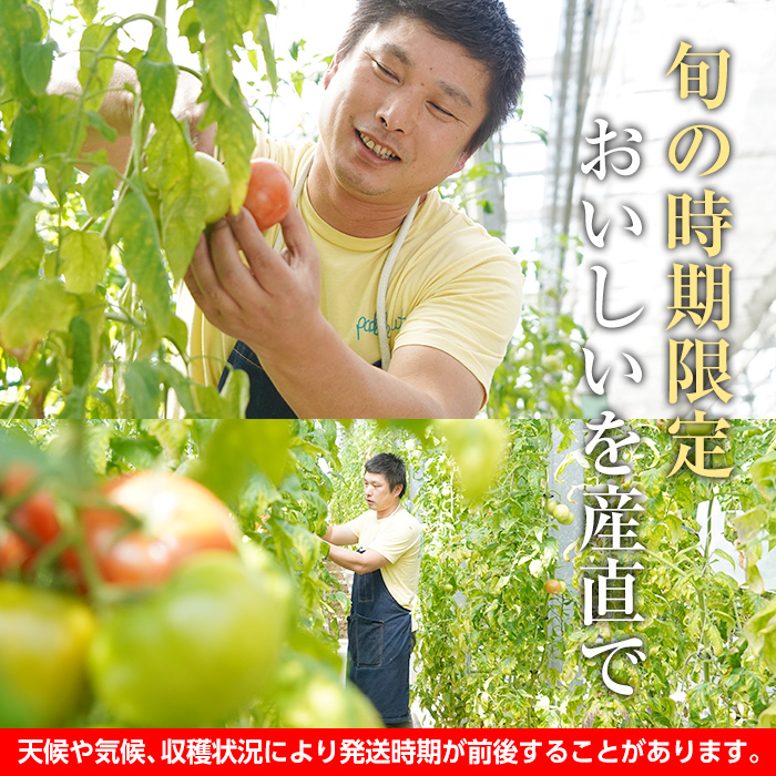 s199 さつま町産の大安吉日とまと(約1.2kg) 鹿児島 国産 九州産 トマト 野菜【市囿庄一】