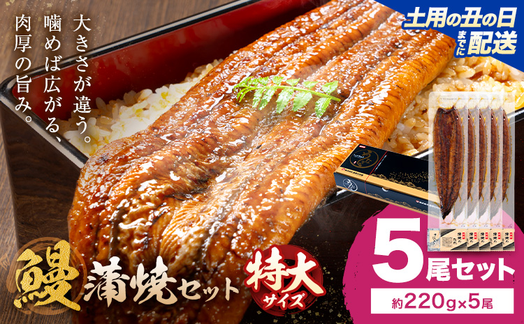 【土用の丑の日】＼特大サイズ／ 鹿児島県産 鰻蒲焼真空セット！5尾  タレ・山椒付！ 株式会社薩摩川内鰻 《7月中旬-7月下旬頃出荷》  鹿児島県 さつま町 送料無料 ウナギ 丑の日 うなぎ 刻み グルメ 特大 鰻 蒲焼 真空