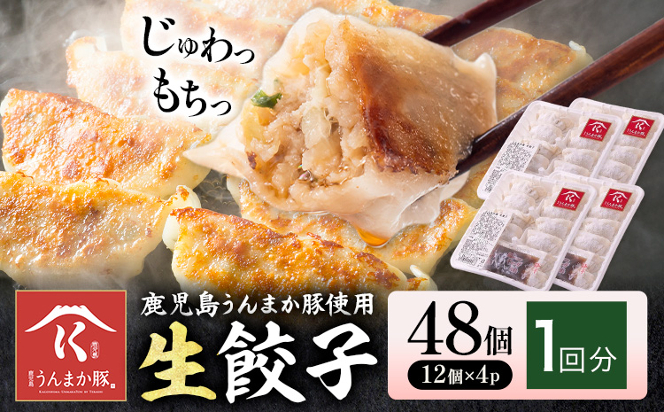 鹿児島 うんまか豚 生餃子 48個 株式会社 寺師《60日以内に出荷予定(土日祝除く)》鹿児島県 さつま町 餃子 ギョウザ 焼き餃子 水餃子