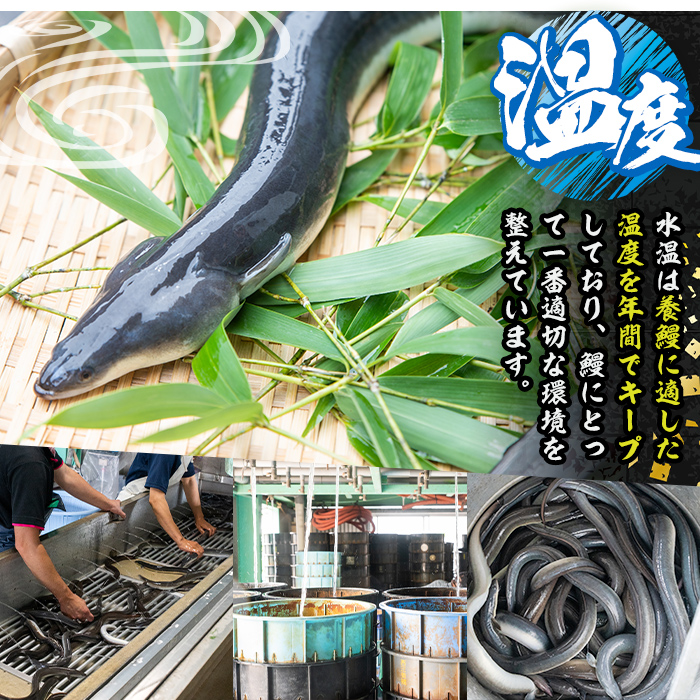 s644 【隔月・定期便6回】鹿児島県産 鰻蒲焼真空3尾セット！(計約2.52kg・約140g×3尾×6回) 鹿児島 九州産 国産 うなぎ ウナギ 鰻 土用の丑の日 蒲焼き うな重 ひつまぶし 定期便 隔月 1ヶ月おきに 冷凍 【薩摩川内鰻】