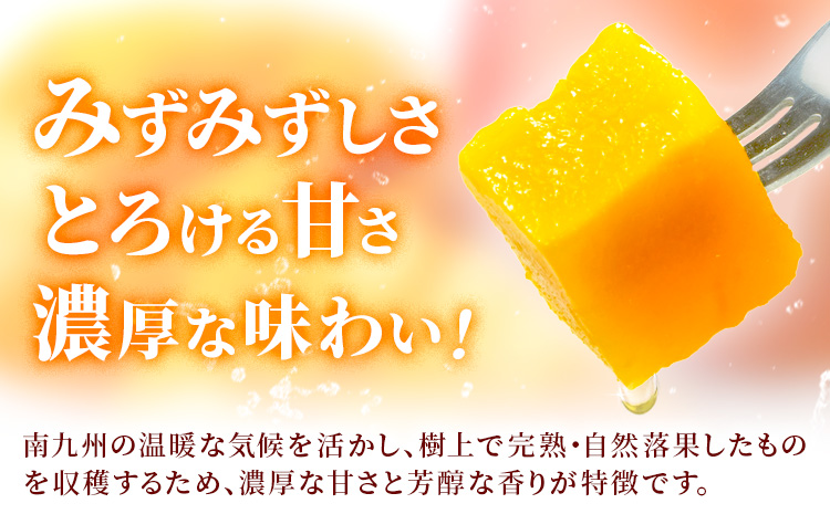 鹿児島県産 完熟マンゴー 化粧箱入り 約1kg 祝迫果樹園《6月中旬-7月中旬頃出荷》鹿児島県 さつま町 マンゴー 果実 果物 くだもの フルーツ 果肉 果汁 高級 ご褒美 贅沢 グルメ