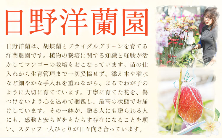 完熟 マンゴー月姫 計700g以上(2個入り) 株式会社日野洋蘭園《6月中旬-7月下旬頃出荷》 鹿児島県 さつま町 マンゴー 果物 フルーツ 送料無料