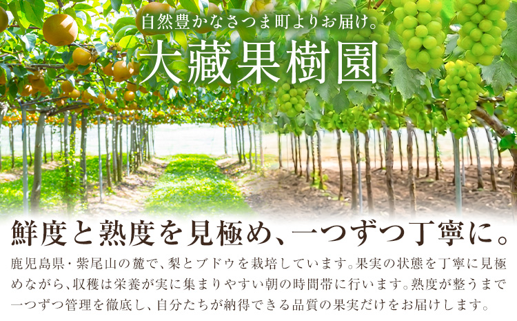 梨 なし ナシ 新興梨 新興 5kg 《9月中旬-10月上旬頃出荷》 大藏果樹園 フルーツ おやつ 甘い 果物 くだもの 無し 鹿児島県 さつま町