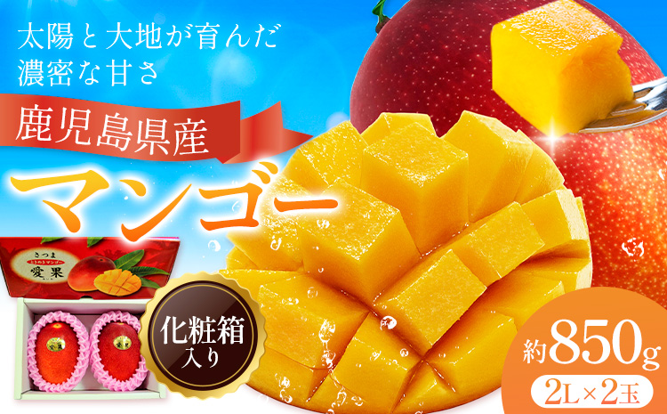 鹿児島県産 マンゴー 化粧箱入り 2玉 2L よしたか農園《5月上旬‐5月下旬頃出荷》鹿児島県 さつま町 マンゴー 果物 フルーツ 送料無料