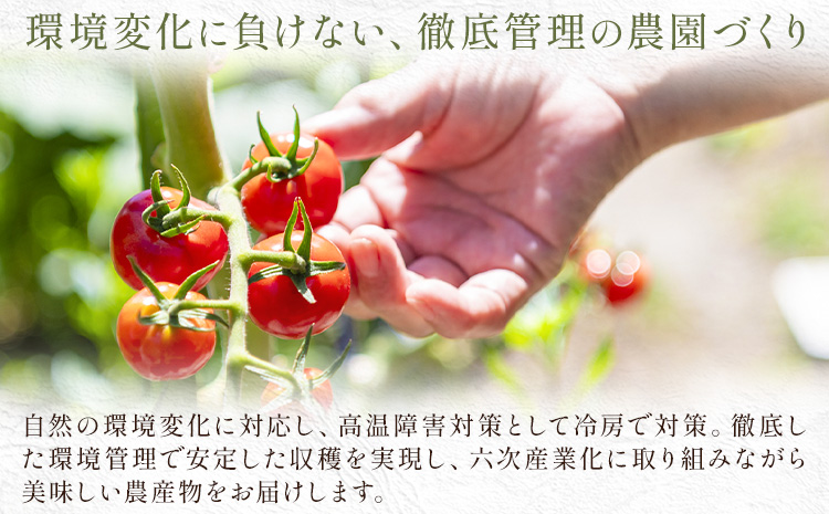 訳あり トマト 大玉 大玉トマト わけあり 2kg 吉祥庵園芸《11月上旬-6月上旬頃出荷》鹿児島県 さつま町 送料無料 野菜 トマト お取り寄せ