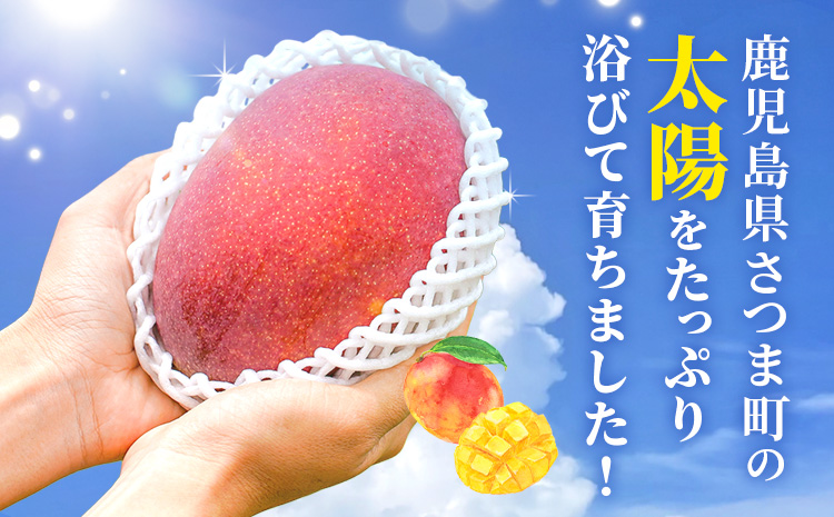 鹿児島県産 完熟マンゴー 化粧箱入り 約1kg 祝迫果樹園《6月中旬-7月中旬頃出荷》鹿児島県 さつま町 マンゴー 果実 果物 くだもの フルーツ 果肉 果汁 高級 ご褒美 贅沢 グルメ