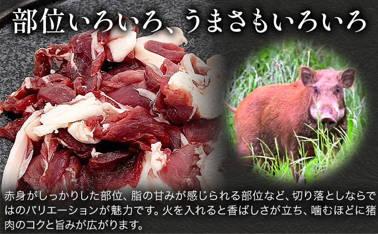 猪肉切り落とし 計約1kg ダブルビーゼット株式会社 (さつまのジビエファクトリー) 《30日以内に出荷予定(土日祝除く)》鹿児島 国産 九州産 ジビエ 冷凍 鹿児島県 さつま町 イノシシ
