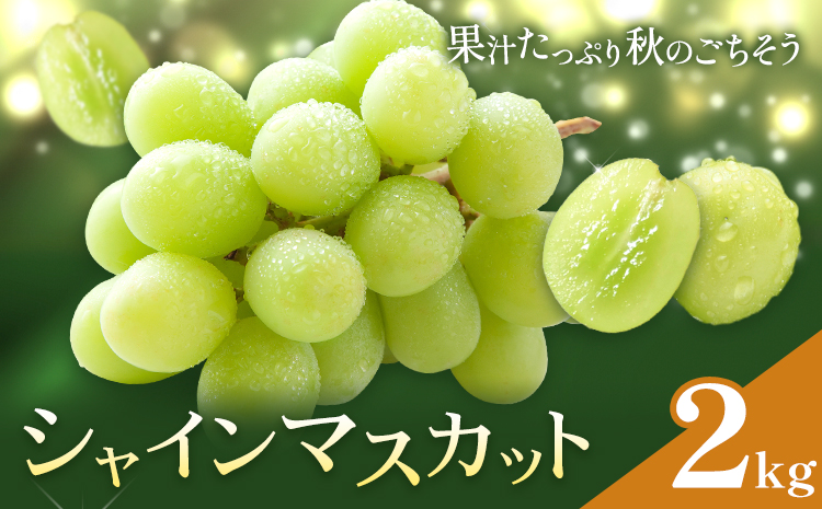 ぶどう シャインマスカット マスカット 2kg 《8月下旬-10月上旬頃出荷》 大藏果樹園 フルーツ おやつ 甘い ますかっと シャイン 果物 くだもの 鹿児島県 さつま町