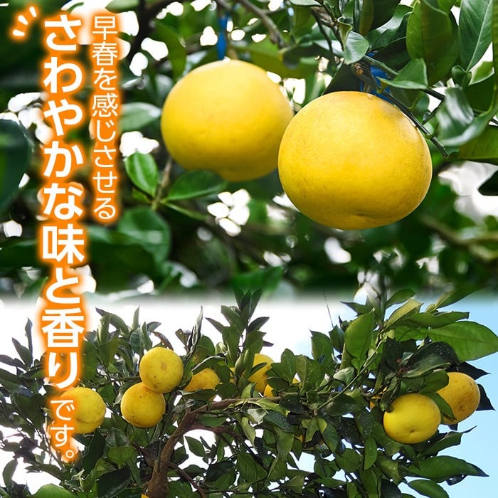 s570 《期間・数量限定》ご家庭用サワーポメロ(約10kg) 鹿児島 国産 九州産 果物 柑橘 フルーツ みかん 文旦 ボンタン ご家庭用 訳あり 【よしたか農園】