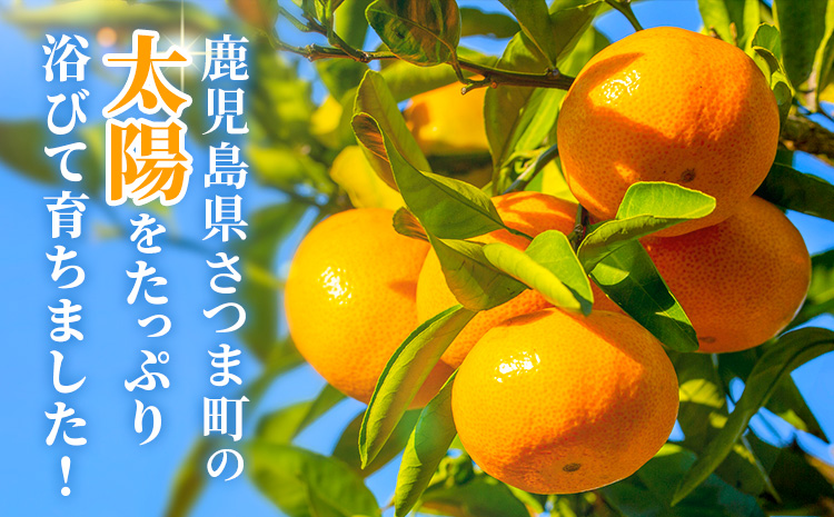 鹿å
å³¶çç£ æ°çåäžã¿ãã èŽççš çŽ5kg ç¥è¿«ææš¹åã1æäžæ¬-2æäžæ¬é åºè·ã鹿å
å³¶ç ãã€ãŸçº ã¿ãã åäžã¿ãã èæ ææ© æç© ãã ãã® ãã«ãŒã ãžã¥ãŒã·ãŒ