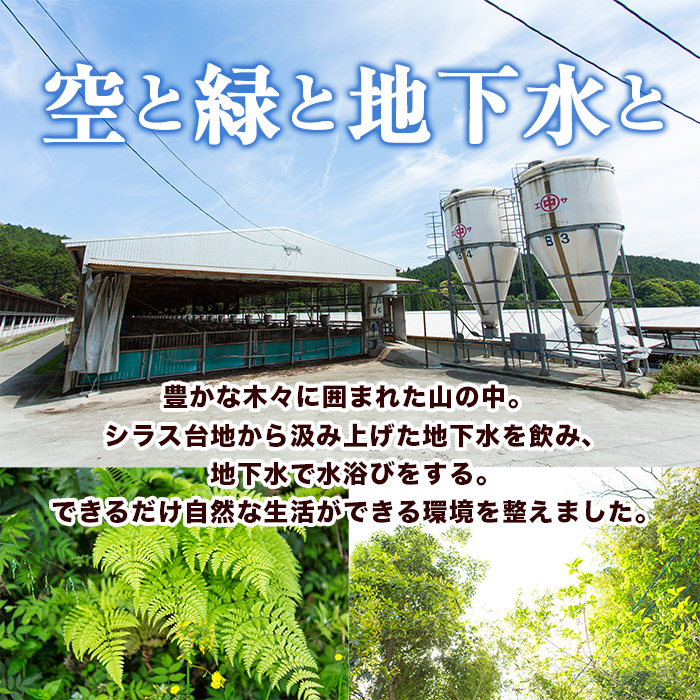 s582-B 【隔月・定期便3回】鹿児島うんまか豚ミンチ(計9kg・500g×6P×3回)【肉の寺師】