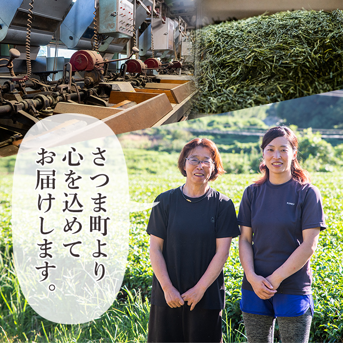 s250 有機煎茶！さつま茶日和540g(90g×6袋) 鹿児島 九州産 さつま茶 緑茶 日本茶 お茶 茶葉 有機栽培 【熊田製茶】