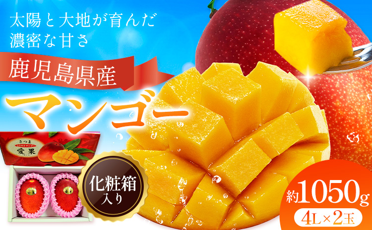 鹿児島県産 マンゴー 化粧箱入り 2玉 4L よしたか農園《5月上旬‐5月下旬頃出荷》鹿児島県 さつま町 マンゴー 果物 フルーツ 送料無料