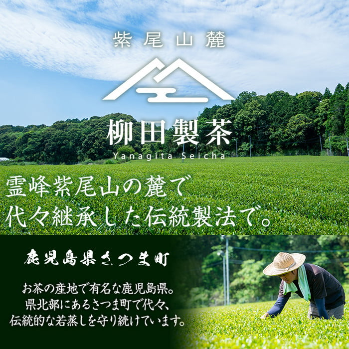 s115 ＜先行予約受付中！2025年5月より順次発送＞限定紫尾山麓若蒸煎茶＜新茶＞(さえみどり新茶80g×3袋) 鹿児島 若蒸茶 銘茶 茶葉 お茶 日本茶 緑茶 ギフト 贈答【柳田製茶】