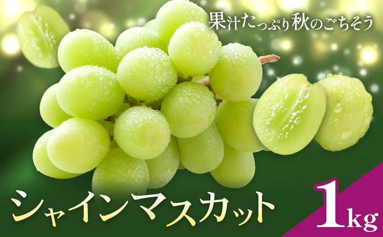 ぶどう シャインマスカット マスカット 1kg 《8月下旬-9月中旬頃出荷》 大藏果樹園 フルーツ おやつ 甘い ますかっと シャイン 果物 くだもの 鹿児島県 さつま町