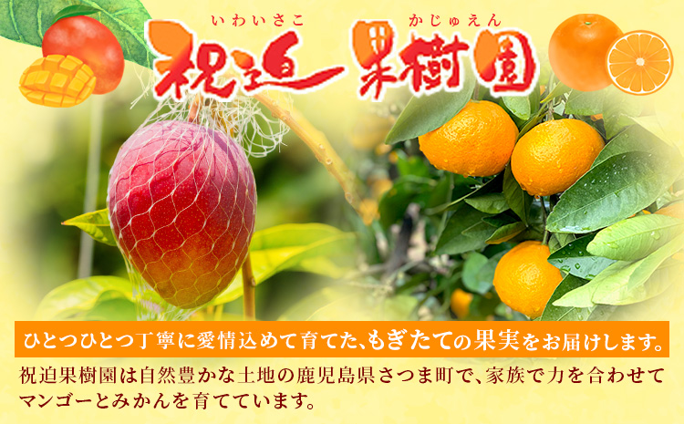 鹿å
å³¶çç£ æ°çåäžã¿ãã èŽççš çŽ5kg ç¥è¿«ææš¹åã1æäžæ¬-2æäžæ¬é åºè·ã鹿å
å³¶ç ãã€ãŸçº ã¿ãã åäžã¿ãã èæ ææ© æç© ãã ãã® ãã«ãŒã ãžã¥ãŒã·ãŒ