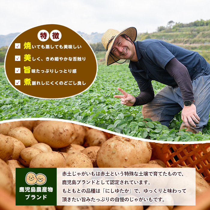 《早春:2月中旬より発送》いから島産赤土じゃがいも10kg 【高橋農園】takahashi-7310