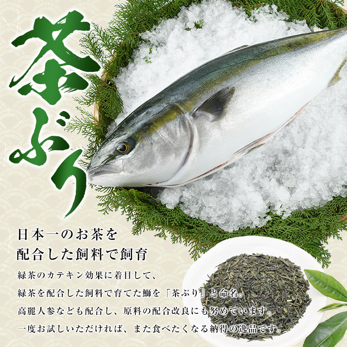 茶ぶり ラウンド（約4kg・内臓処理済） ぶり 柵 刺身 ブリ 切り身 鰤 1本 鮮魚 下処理済み 鮮魚 1匹 刺身 ぶりしゃぶ ぶりかま 【ウスイ】usui-6120