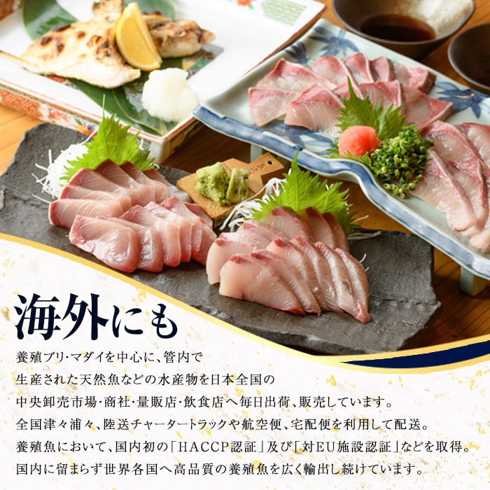 ＜定期便・2ヶ月毎 全3回＞ 鰤王フィレ 定期便 長島町特産「鰤王」フィレ 約1.5kg×1枚 国産 鹿児島県産 鰤 ブリ ぶり 鰤 ぶりおう 冷蔵 海鮮 海産物 魚介 背身 腹身 ブランド 魚 真空パック 刺身 ぶりしゃぶ しゃぶしゃぶ 海鮮丼 産地直送【JFA】jfa-1387B