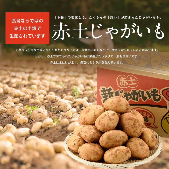 é·å³¶ã®ããã©ã«æ œå¹ããããã(èš10kg)ããšã°ãããžãã«(æ ª)ãeguchi-7019