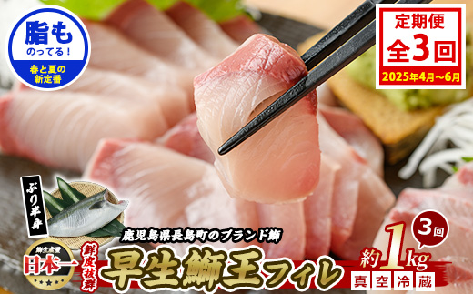 ＜定期便・毎月 全3回＞ 早生鰤王フィレ 定期便 長島町特産「鰤王」フィレ 約1.0kg×1枚 早生鰤 国産 鹿児島県産 鰤 ブリ ぶり 鰤 ぶりおう 冷蔵 海鮮 海産物 魚介 ブランド 魚 真空パック 刺身 ぶりしゃぶ しゃぶしゃぶ 海鮮丼 産地直送【JFA】jfa-1386A