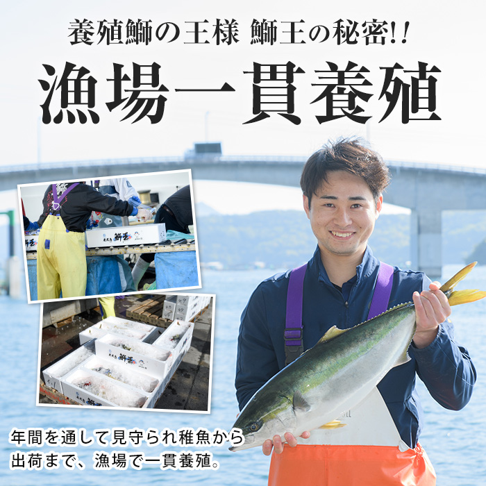  『旅サラダ』で紹介ぶりの王様「 鰤王 」 フィレ 半身 (約1.2kg〜・フィレ1枚) 産地直送 新鮮 旨味が抜群の 長島町 特産品 ブランド ぶり 鰤 ブリ 切り身 真空 冷蔵 刺身 ぶりしゃぶ しゃぶしゃぶ 魚 魚介 人気 ランキング 【JFA】jfa-7006