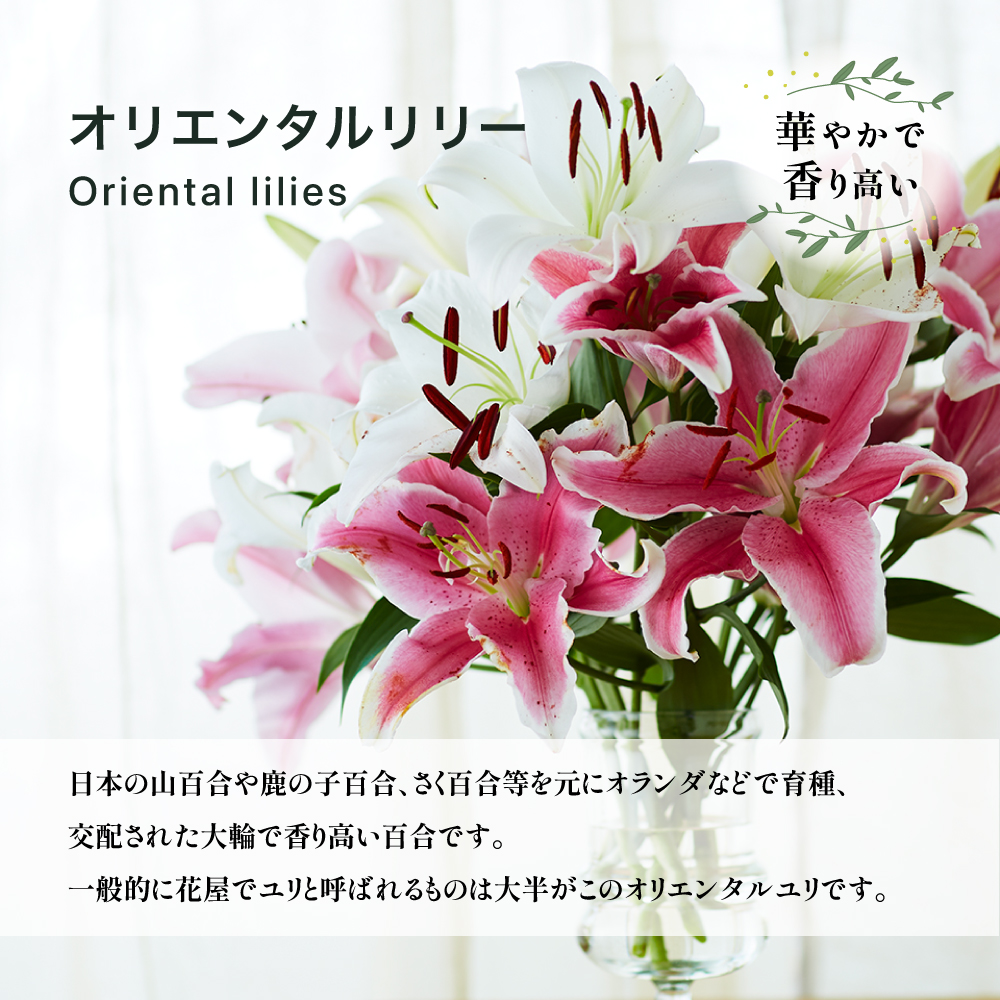 オリエンタルリリー（ユリ）旬のミックス 5本 ユリ 花 ユリの花 百合 ゆり 生花 切花 切り花 【宮路園芸】miyaji-3331