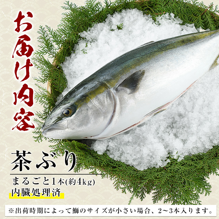 茶ぶり ラウンド（約4kg・内臓処理済） ぶり 柵 刺身 ブリ 切り身 鰤 1本 鮮魚 下処理済み 鮮魚 1匹 刺身 ぶりしゃぶ ぶりかま 【ウスイ】usui-6120