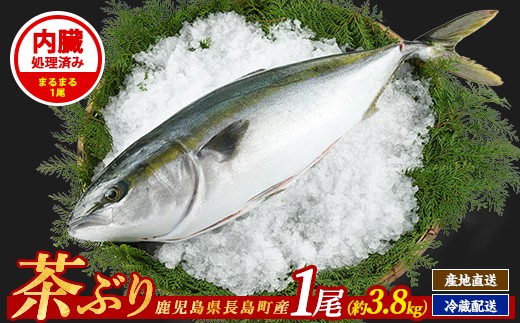 茶ぶり 1尾（内臓処理済　約3.8kg〜） セミドレス (えら・内臓除去済み) ぶり 柵 刺身 ブリ 切り身 鰤 1本 鮮魚 下処理済み 鮮魚 1匹 刺身 ぶりしゃぶ ぶりかま 【ウスイ】 usui-7323R8