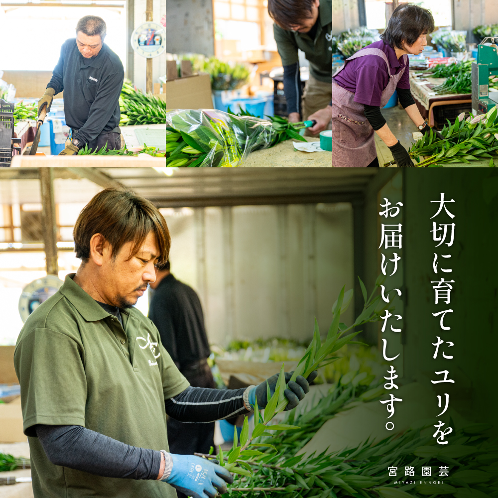 オリエンタルリリー（ユリ）旬のミックス 5本 ユリ 花 ユリの花 百合 ゆり 生花 切花 切り花 【宮路園芸】miyaji-3331