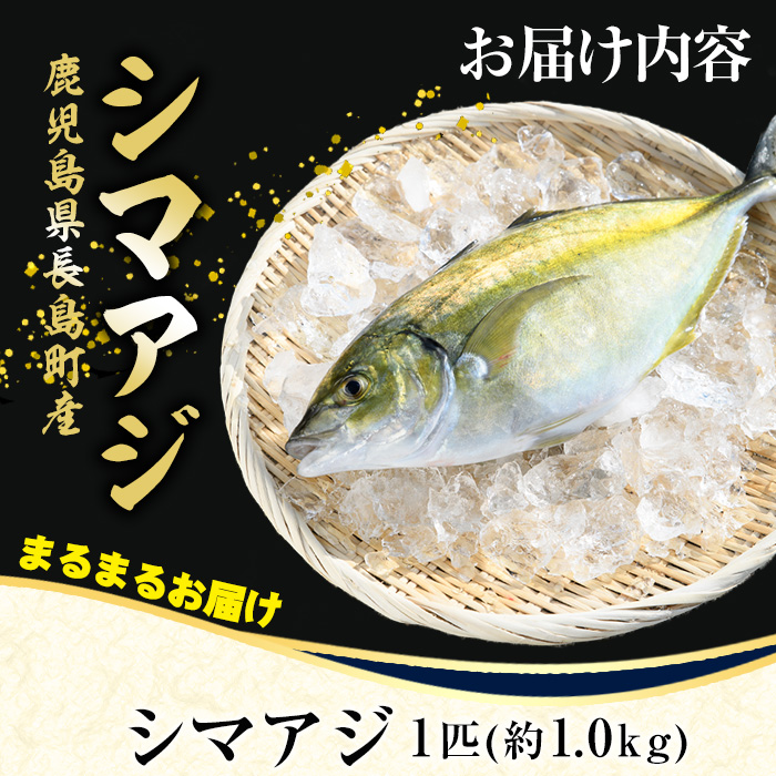 鹿児島県長島町産 シマアジ (約1.0kg・1匹) シマアジ 鹿児島 鮮魚 一匹 柵 刺身 切り身 高級あじ 高級魚【JFA】jfa-4121