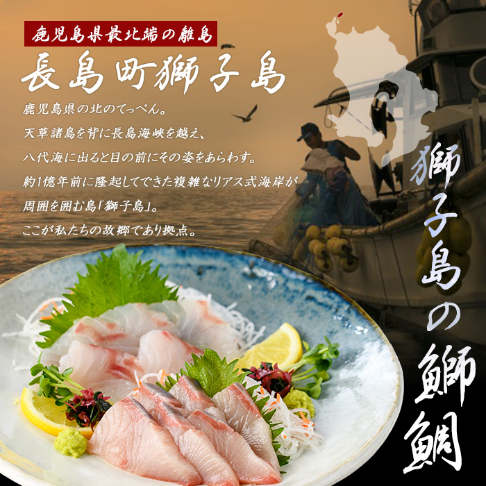 【先行予約】獅子島産 百年漁師の鰤 スキンレスロイン2パック (半身分) 【島のごちそう】gochi-7040R8
