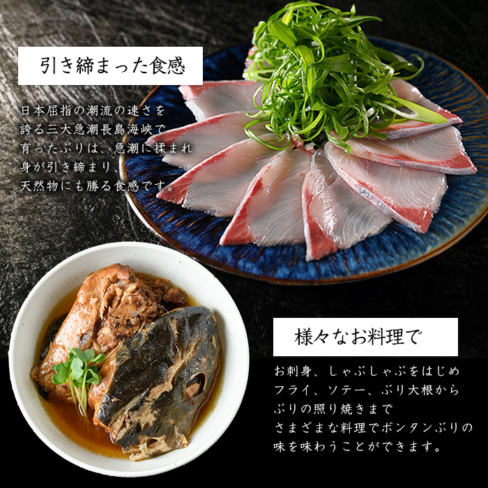 ボンタンぶりまるごと一本(内臓処理済)  ぶり 柵 刺身 ブリ 切り身 鰤 1本 鮮魚 下処理済み 鮮魚 1匹 刺身 ぶりしゃぶ ぶりかま 【鶴長水産】turu-6070