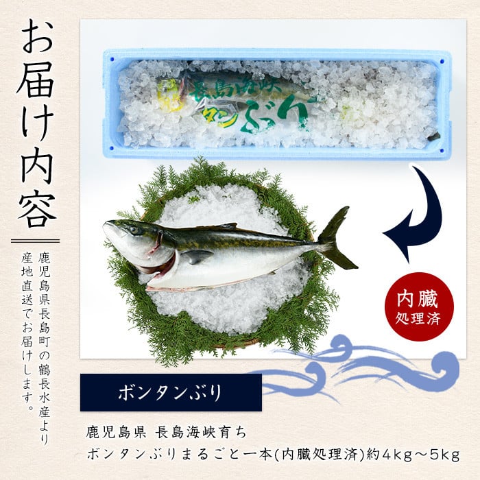 ＜2024年12月27日発送予定＞ボンタンぶりまるごと一本(内臓処理済) ぶり 柵 刺身 ブリ 切り身 鰤 1本 鮮魚 下処理済み 鮮魚 1匹 刺身 ぶりしゃぶ ぶりかま 【鶴長水産】turu-6070-1227