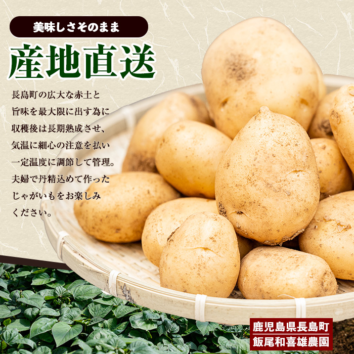 【先行予約】和喜雄さんといつみさんの熟成じゃがいも5kg【飯尾和喜雄農園】iio-7085
