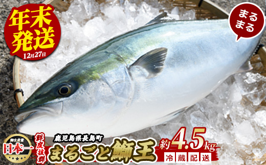 ＜2024年12月27日発送予定＞ぶりの王様「 鰤王 」 まるごと 1本 (約4.5kg) 産地直送 新鮮 旨味が抜群の 長島町 特産品 ブランド ぶり 鰤 ブリ 切り身 真空 冷蔵 刺身 ぶりしゃぶ しゃぶしゃぶ 魚 魚介 人気 ランキング 【JFA】jfa-6r-1227