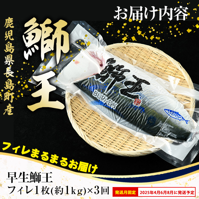 ＜定期便・2ヶ月毎 全3回＞ 早生鰤王フィレ 定期便 長島町特産「鰤王」フィレ 約1.0kg×1枚 早生鰤 国産 鹿児島県産 鰤 ブリ ぶり 鰤 ぶりおう 冷蔵 海鮮 海産物 魚介 ブランド 魚 真空パック 刺身 ぶりしゃぶ しゃぶしゃぶ 海鮮丼 産地直送【JFA】jfa-1386B