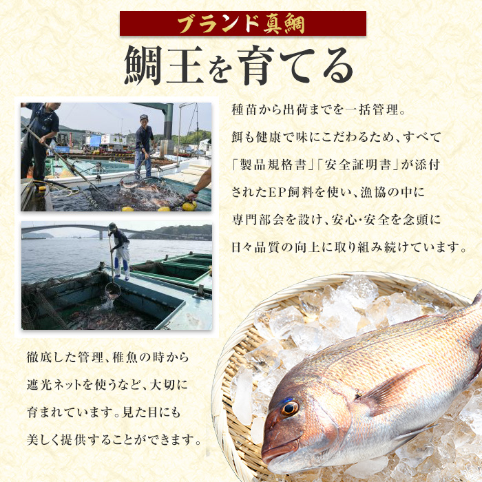 長島町特産「鯛王」(2匹・約2.4kg) 産地直送 新鮮 旨味が抜群の 長島町 特産品 ブランド 真鯛 をまるごと 一匹 楽しめる 刺身 鯛めし 鯛茶漬け 鯛しゃぶ 鯛刺身 鮮魚 冷蔵 【JFA】jfa-22