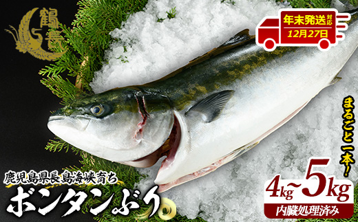 ＜2024年12月27日発送予定＞ボンタンぶりまるごと一本(内臓処理済) ぶり 柵 刺身 ブリ 切り身 鰤 1本 鮮魚 下処理済み 鮮魚 1匹 刺身 ぶりしゃぶ ぶりかま 【鶴長水産】turu-6070-1227