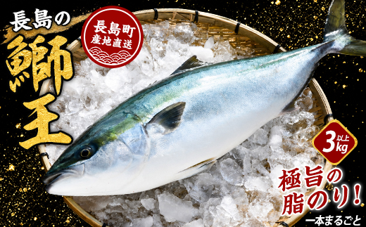 【10月以降順次発送】テレビで紹介ぶりの王様「 鰤王 」 まるごと 1本 （約3.5kg〜） ラウンド 先行予約 産地直送 長島町 特産品 ブランド 鰤 冷蔵 ふるさと納税 ぶり 刺身 ぶりしゃぶ ぶり大根 海鮮丼【JFA】jfa-7115
