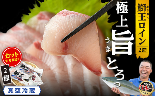 【10月以降順次発送】【切って盛るだけ】『旅サラダ』で紹介ぶりの王様「 鰤王 」 ロイン 2節 (約1.0kg～) 半身 産地直送 新鮮 旨味が抜群の 長島町 特産品 ブランド ぶり 鰤 ブリ 切り身 真空 冷蔵 刺身 ぶりしゃぶ しゃぶしゃぶ 魚 魚介 人気 ランキング 【JFA】jfa-7132