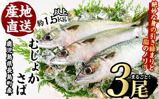 むじょかさば_jfa-461